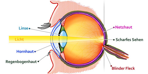 Auge, Brille-kaufen.org