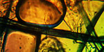 Website Lichtmikroskop.net